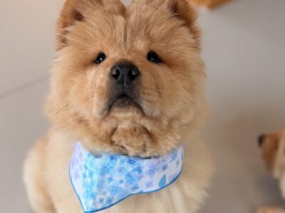ミニーちゃんの写真