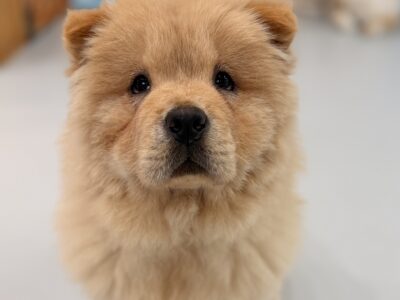 ウェンディちゃんの写真