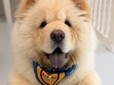 プーくんの写真